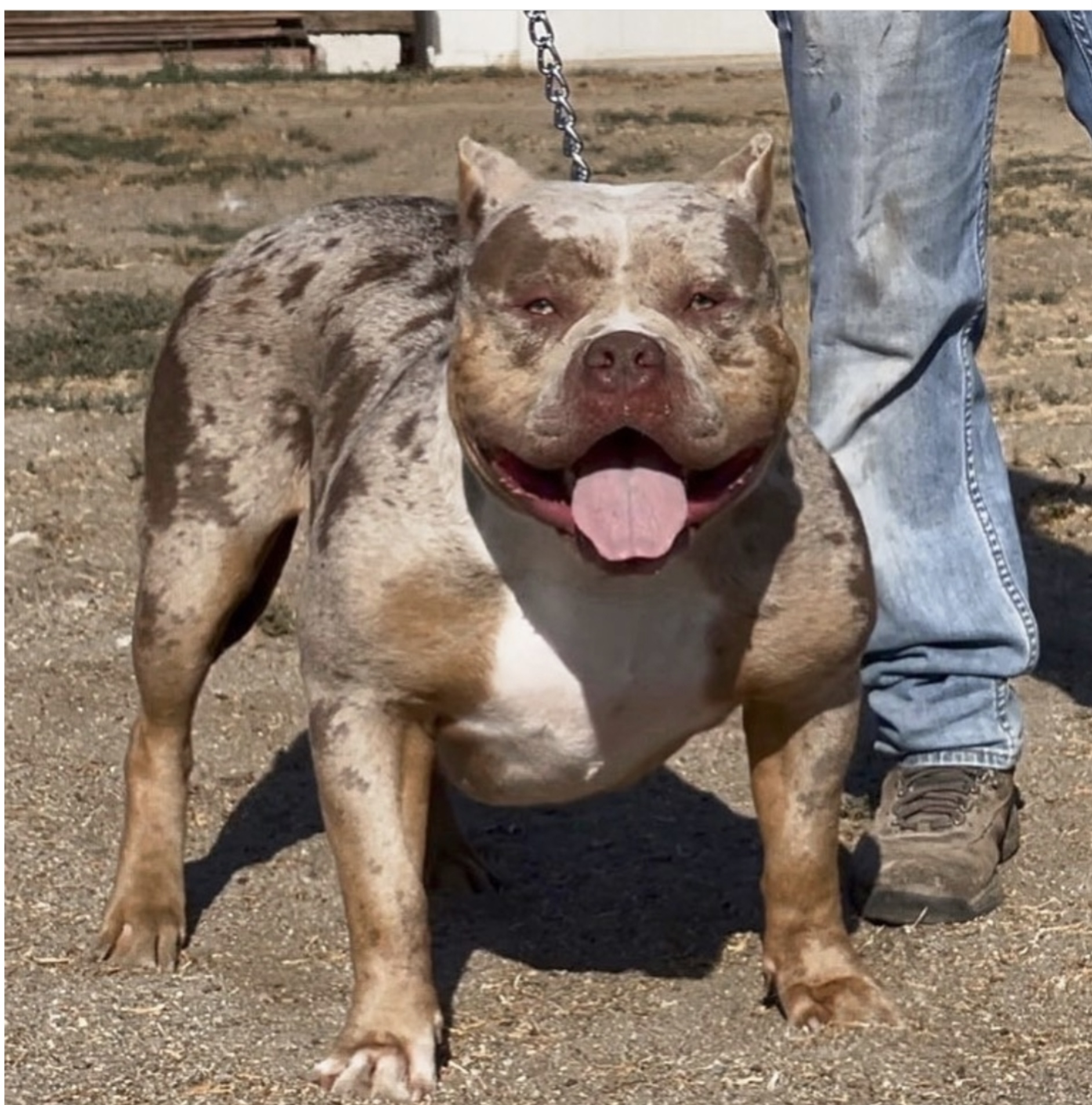 Dog Featured Image