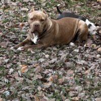Squareone Kennel Brownie