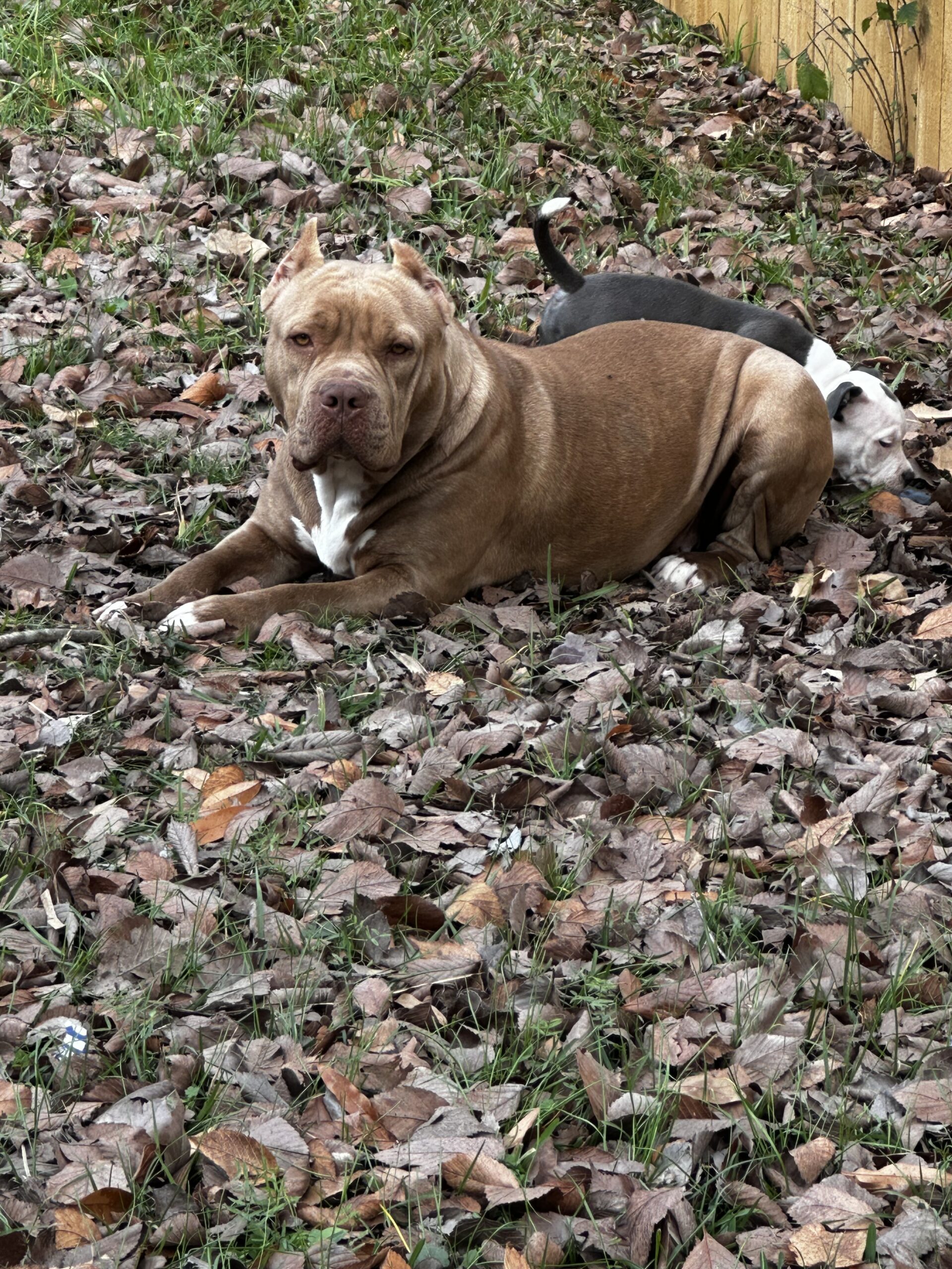 Dog Featured Image