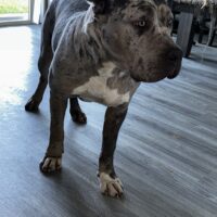 Superdutykennels Blue