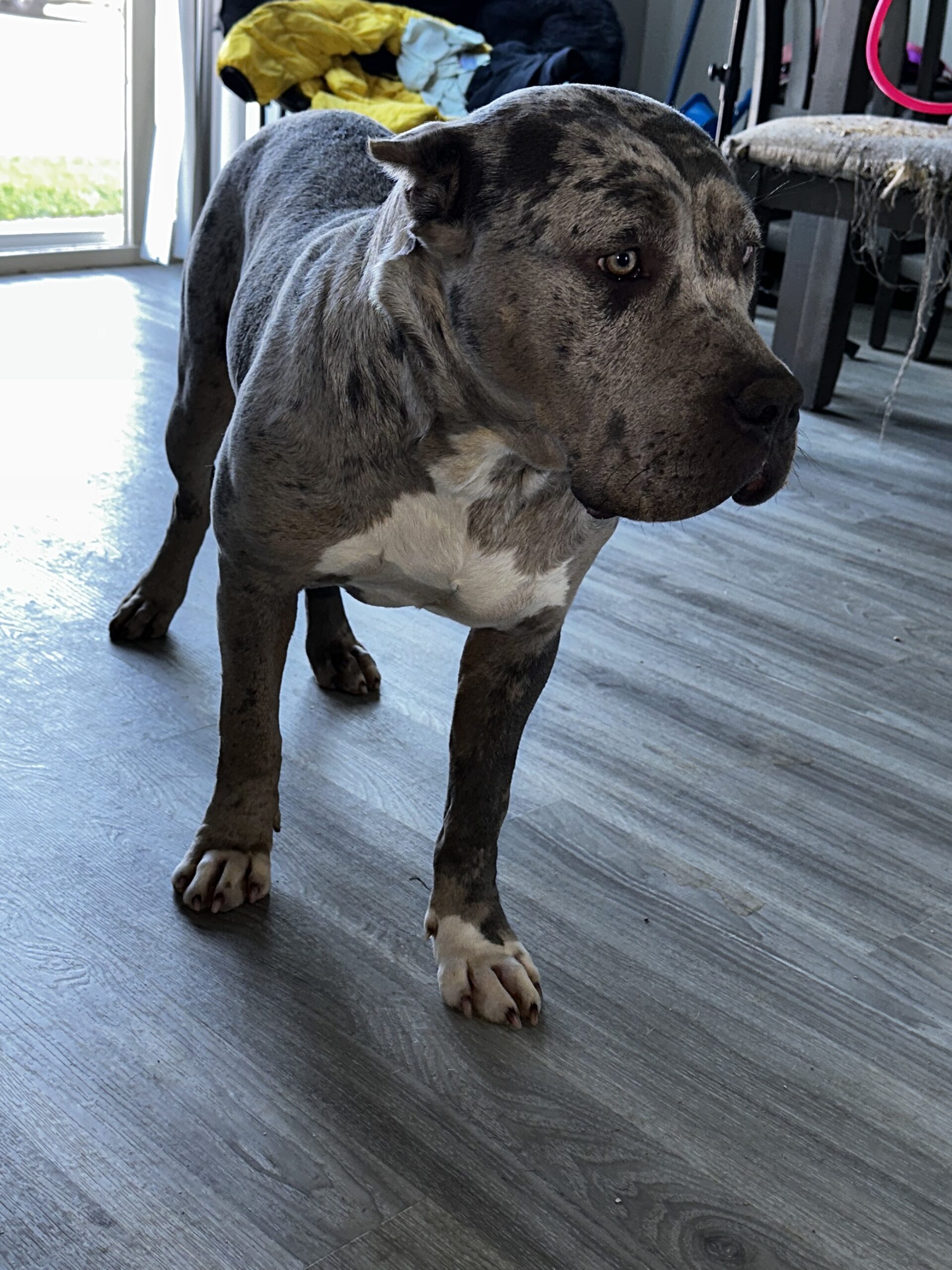 Dog Featured Image