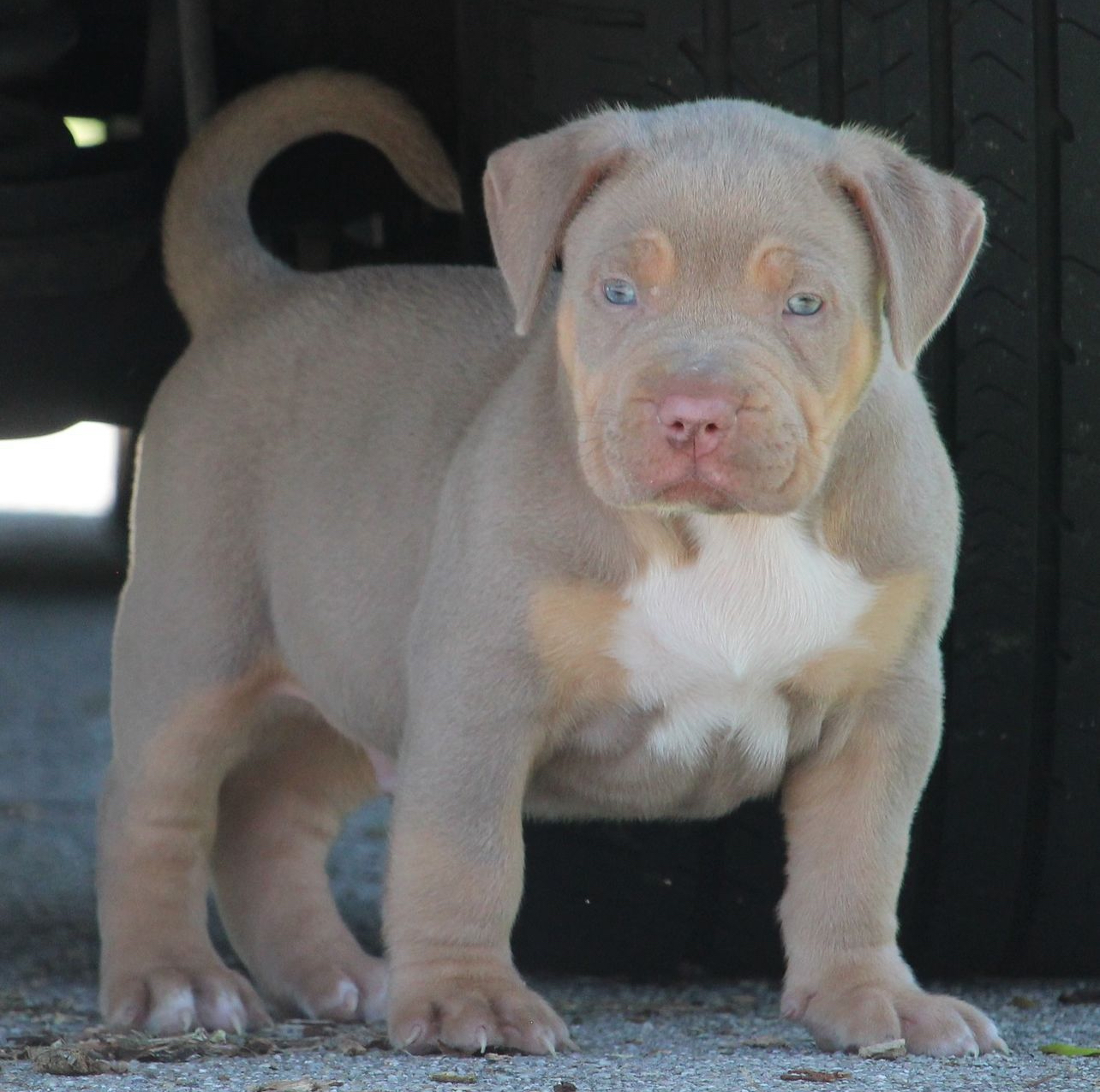 Dog Featured Image
