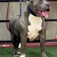 Bayou Bullies Loyalty