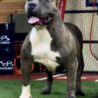 ProBulls Queen of Persia