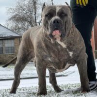 ProBulls King Beerus