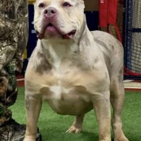 ProBulls Illusion