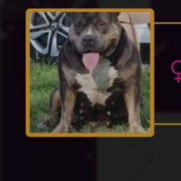 ‘PR’ BullyFiendz Layla