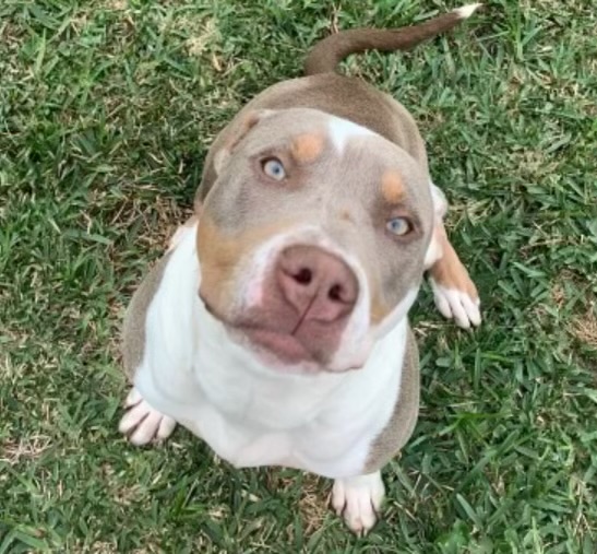 Dog Featured Image