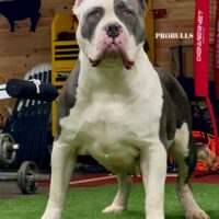 ProBulls Razzle