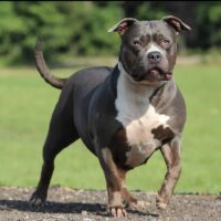 GHB WCF Stella Blue