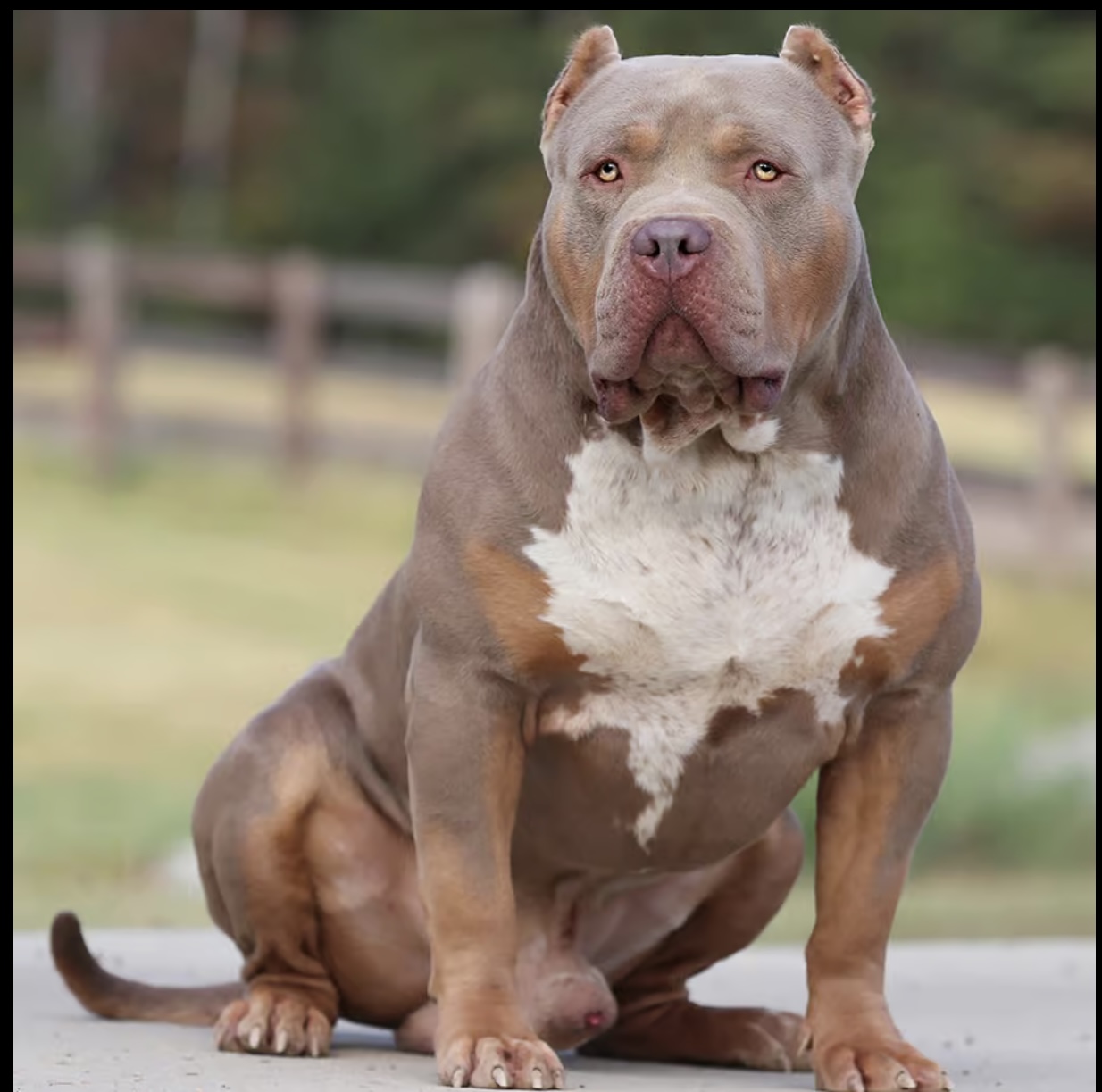 Dog Featured Image
