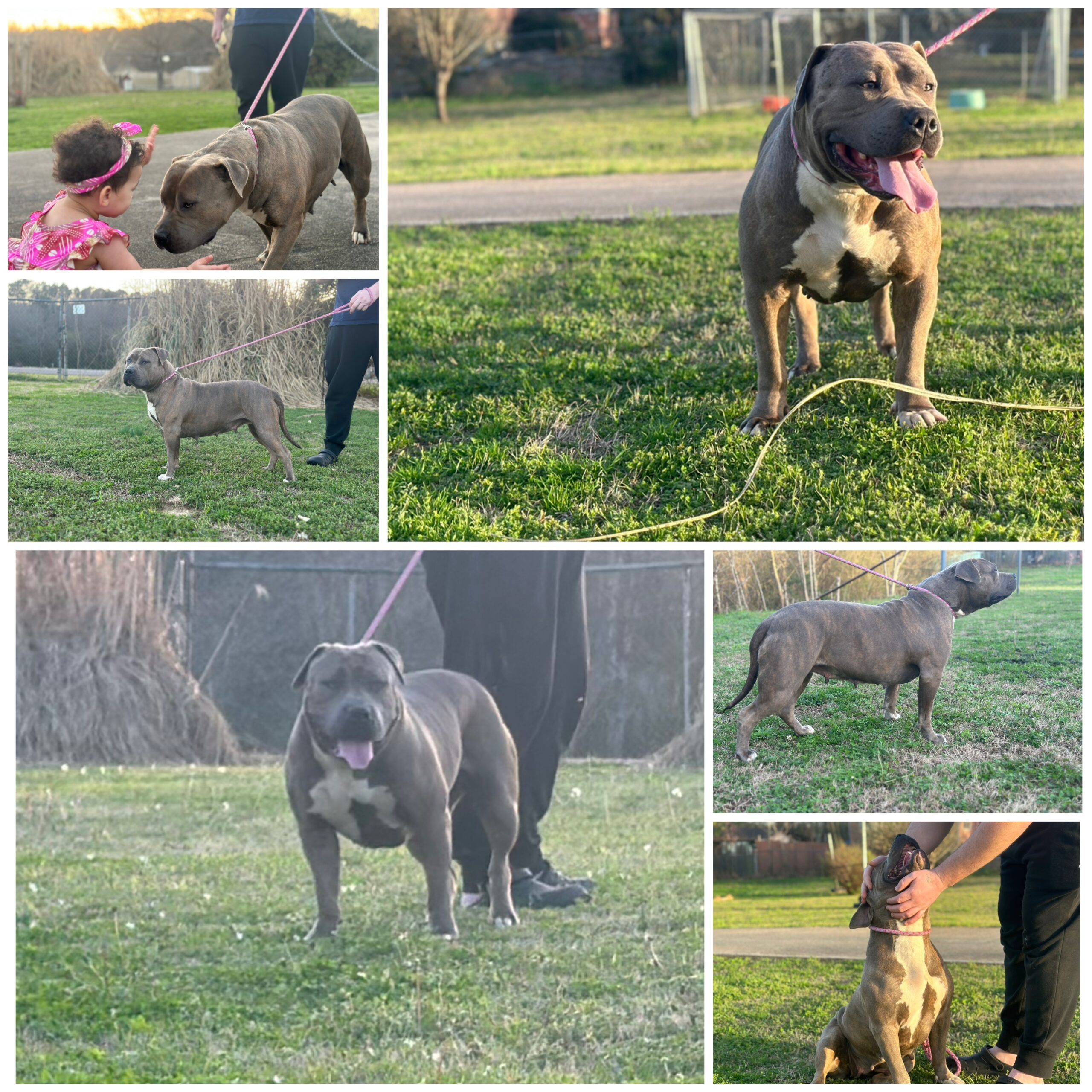 Dog Featured Image