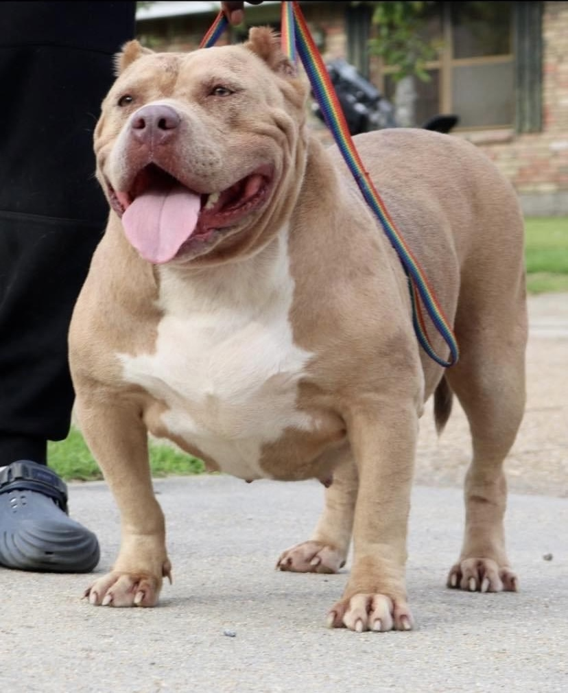 Dog Featured Image
