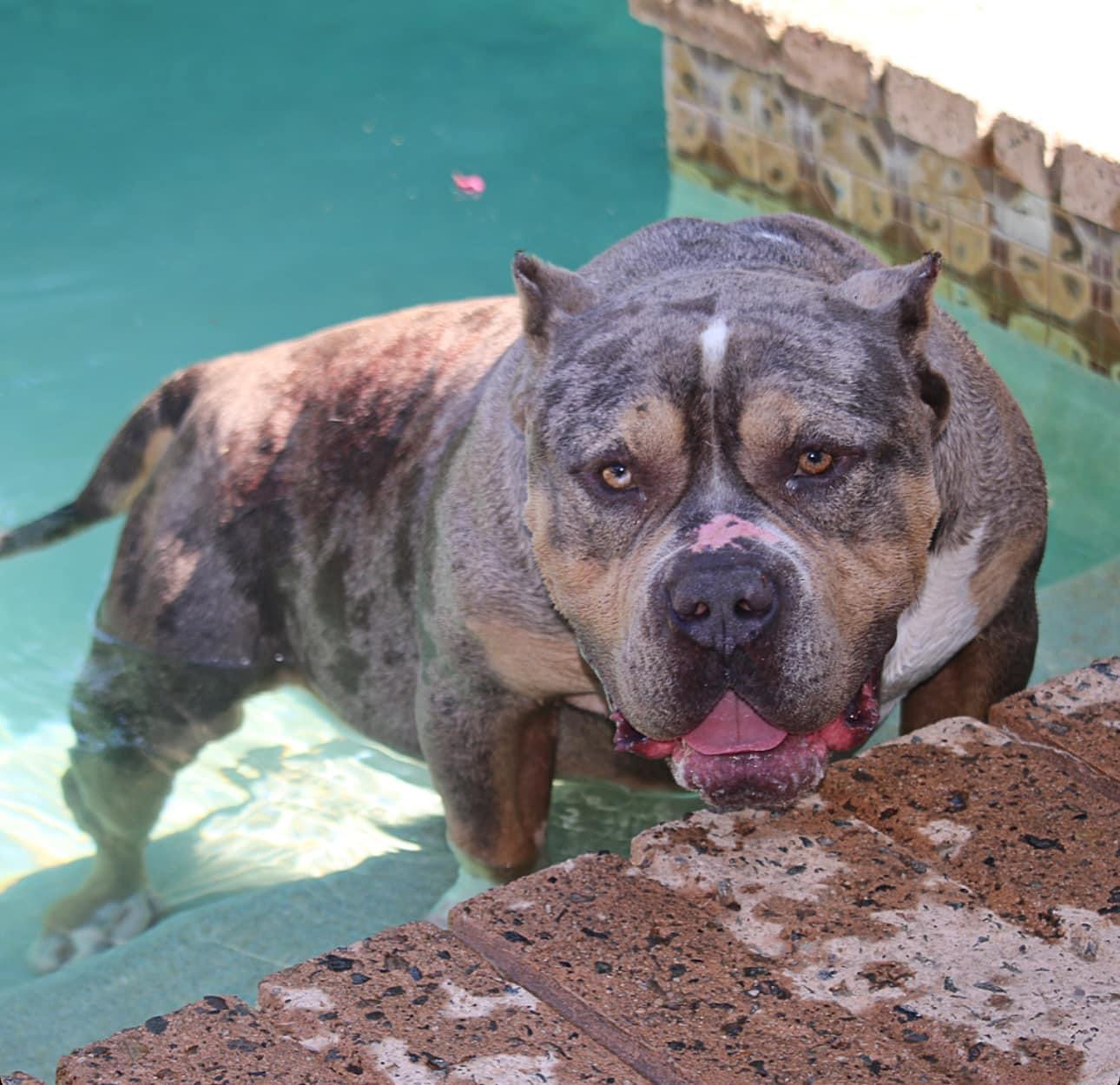 Dog Featured Image