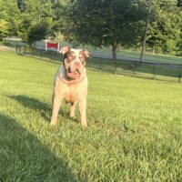 Goldyard kennels violet