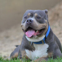 MakeAWayKennels Karma