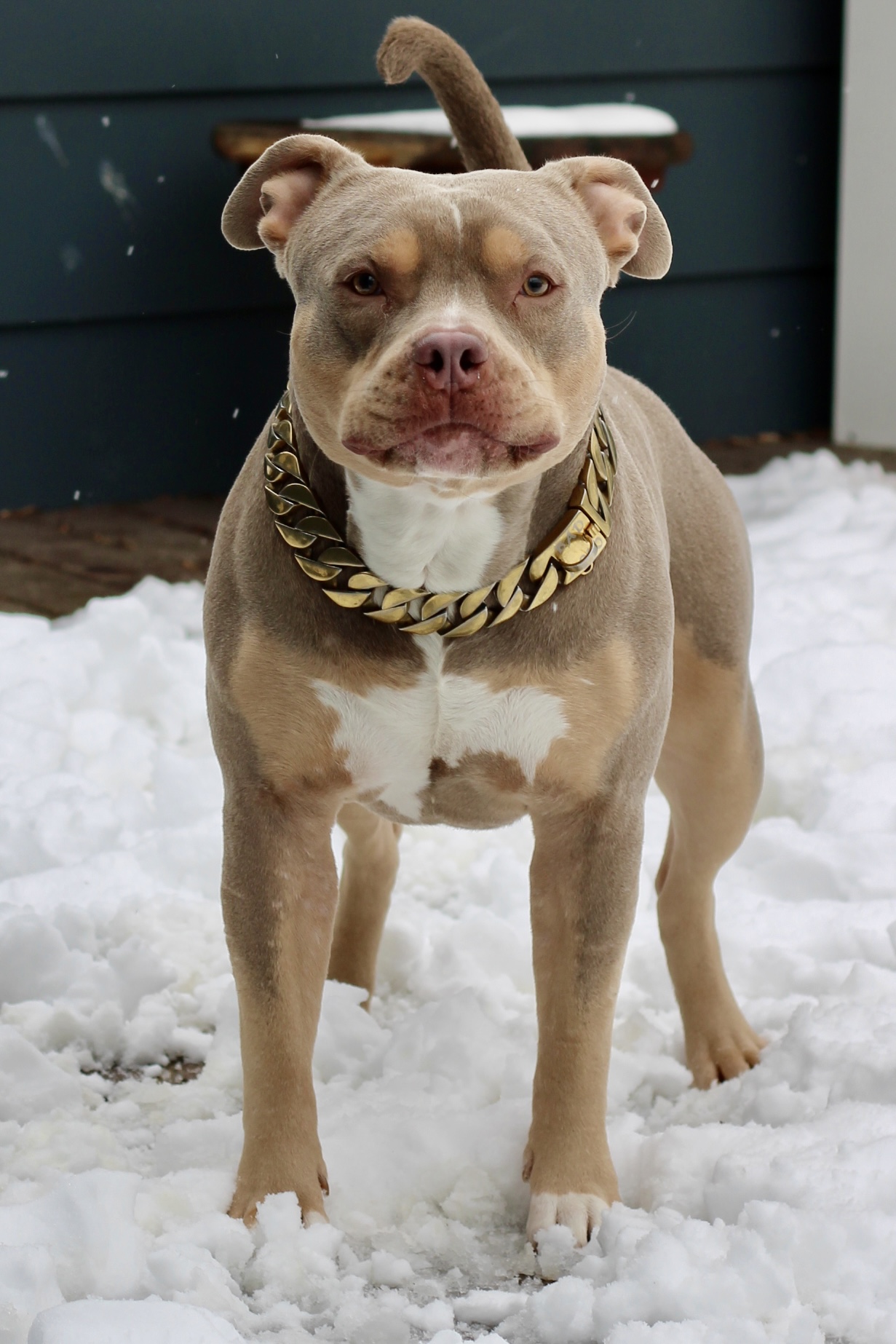 Dog Featured Image