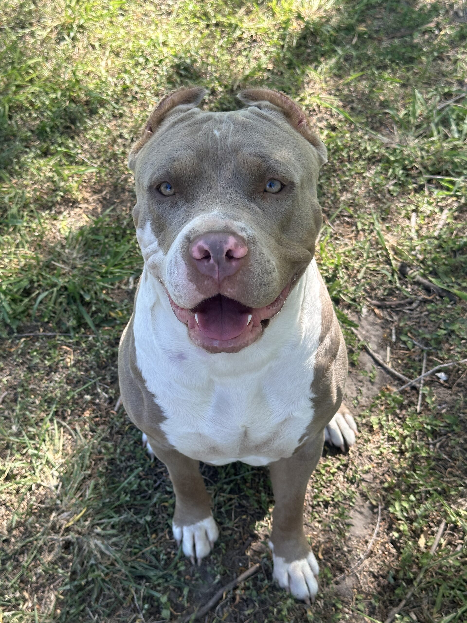 Dog Featured Image