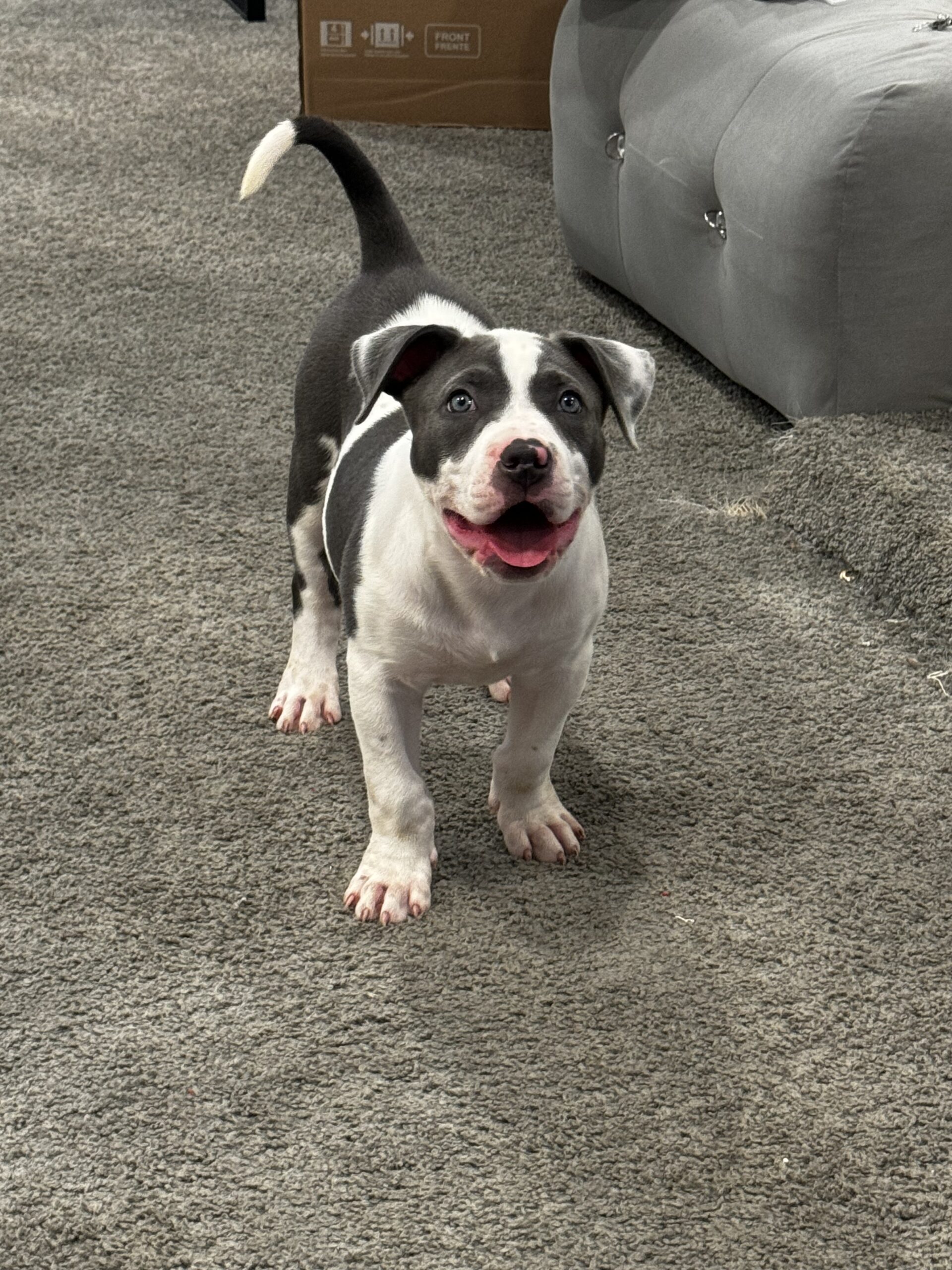 Dog Featured Image