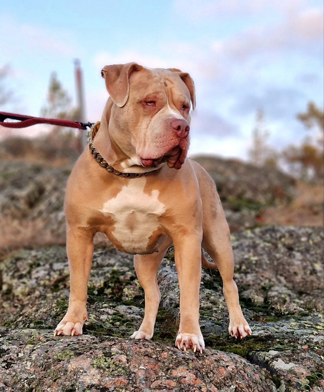 Dog Featured Image