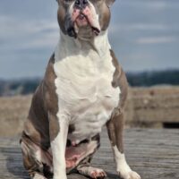 Dalera
