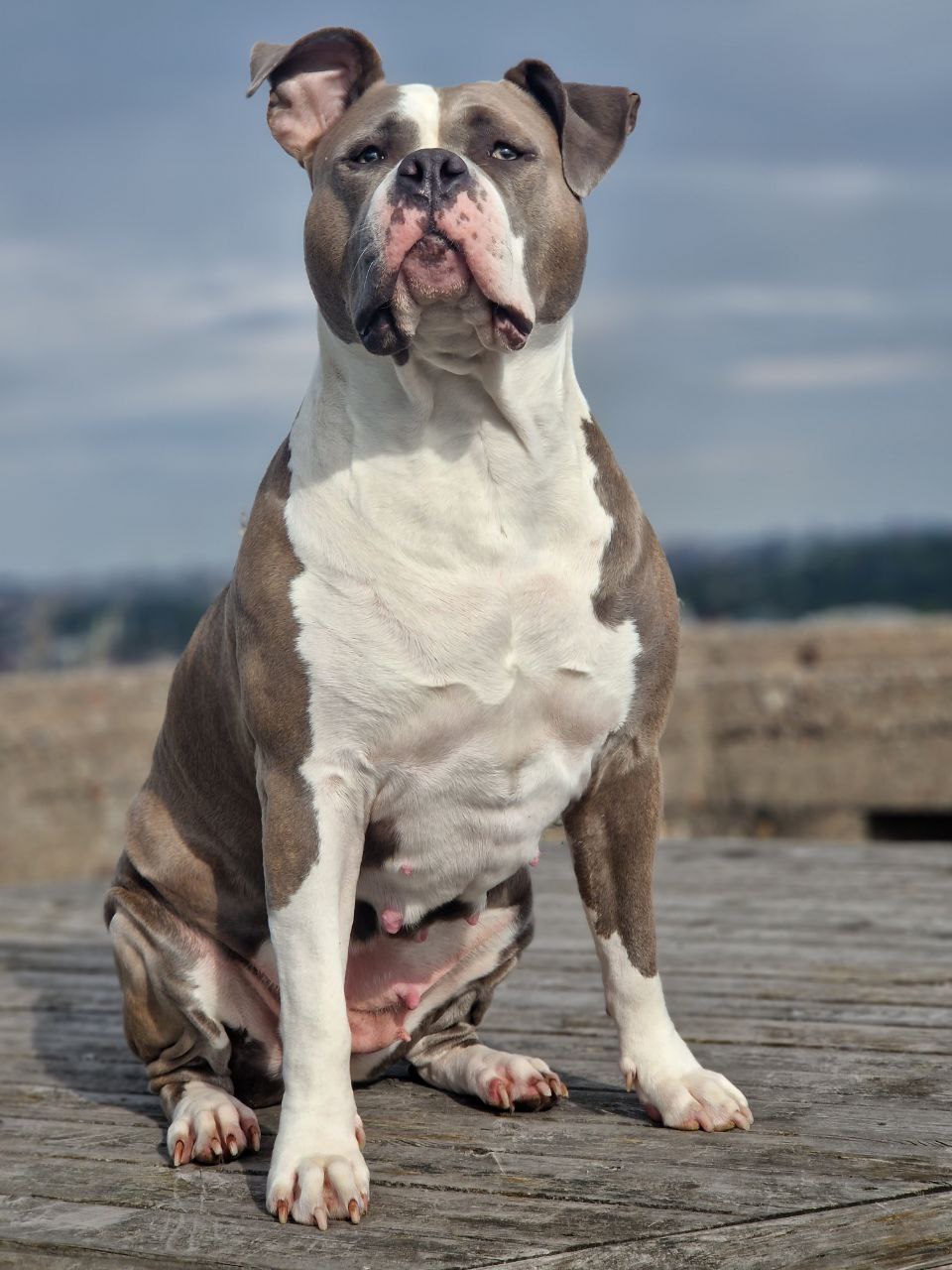 Dog Featured Image
