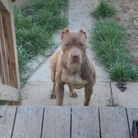 Charmcitybullies Elsa