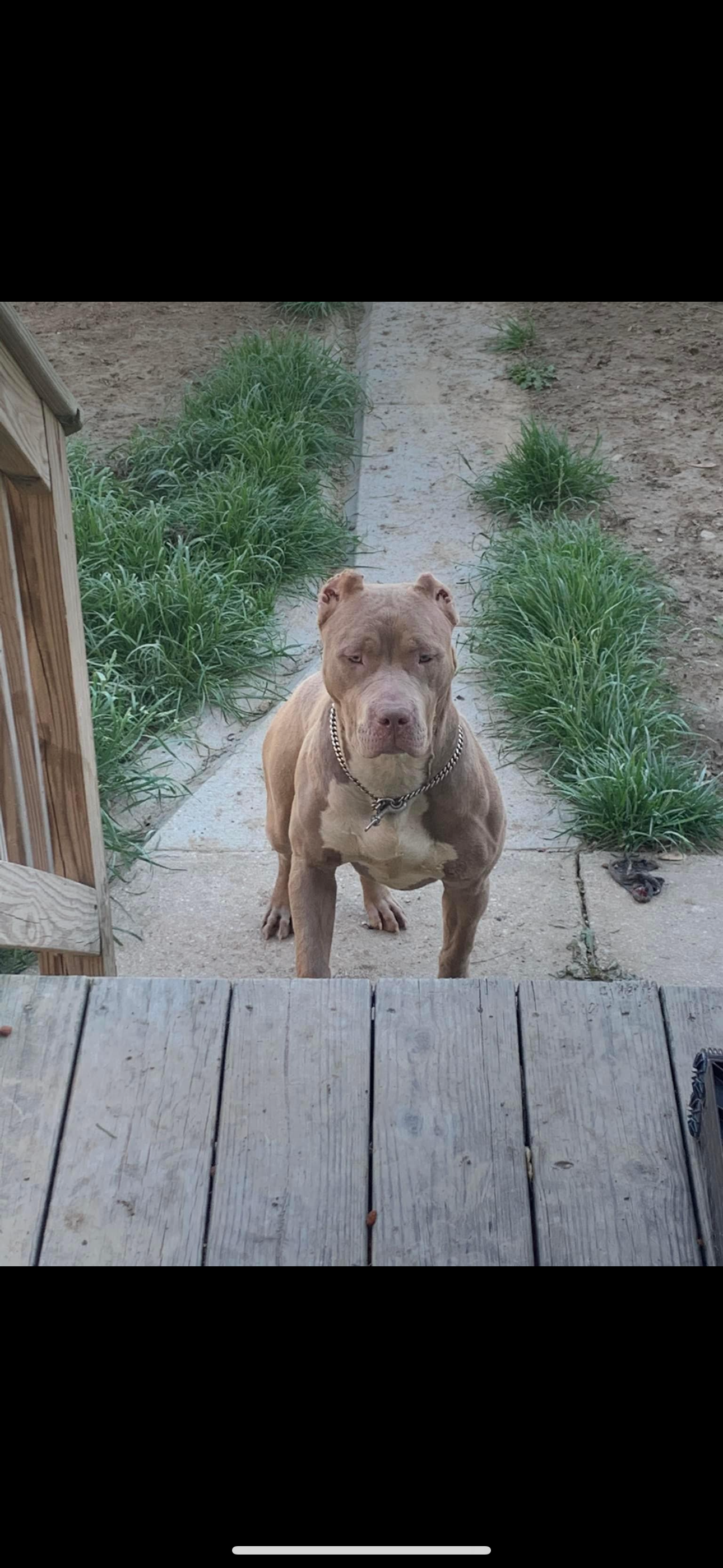 Dog Featured Image