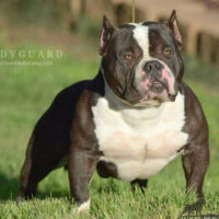 MAINSTREAM’S  BODYGUARD #
