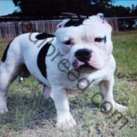 CS Boomer#