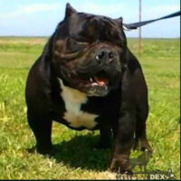 CS Chunkzilla#