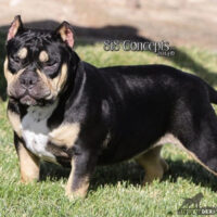 Louis V Line Bullys Sheba #