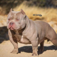 Louis V Lines Hustler #