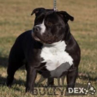 New Worlds Diva Chole #