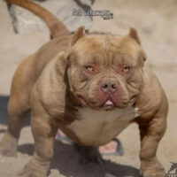 Louis V Lines Debo.