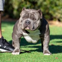 Sunshine State Bullies Megaladon #