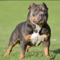 Makaveli’s Sicario of Aminalville #