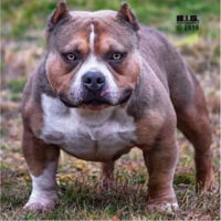 Livewire Bullies lexx Luger #