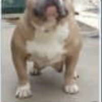 Bella of yolo county bullyz #