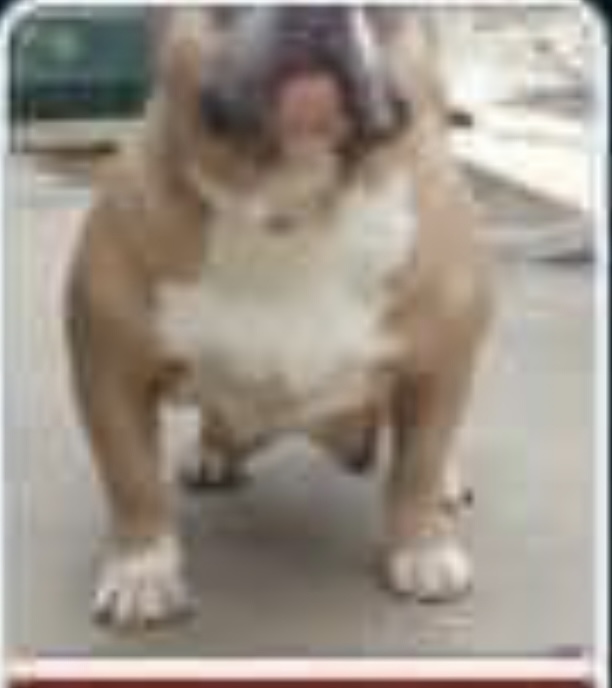 Dog Featured Image