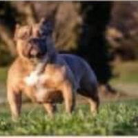 Chilindrina of yolo county bullyz #