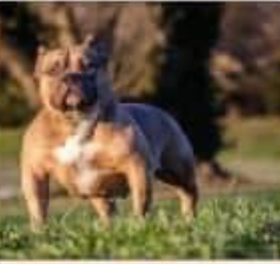 Dog Featured Image