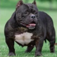 Ohio QK Black Mamba of PitStop Bullies #
