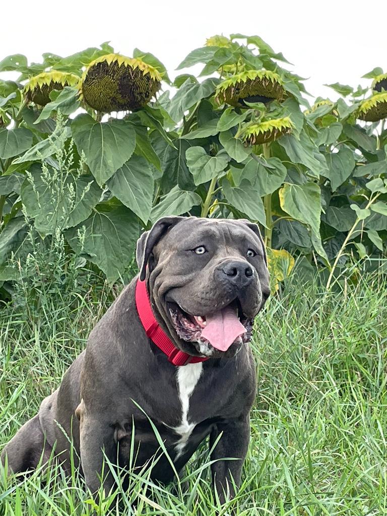 Dog Featured Image