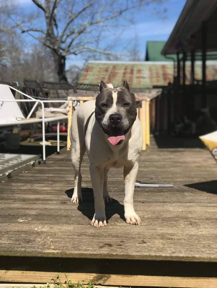 Dog Featured Image