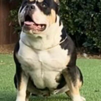 OLBC EJ’S LOFT  BULLIES STORM-NIX#