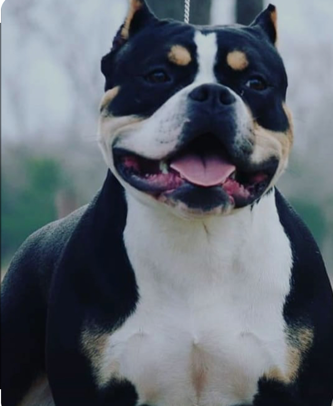 Dog Featured Image