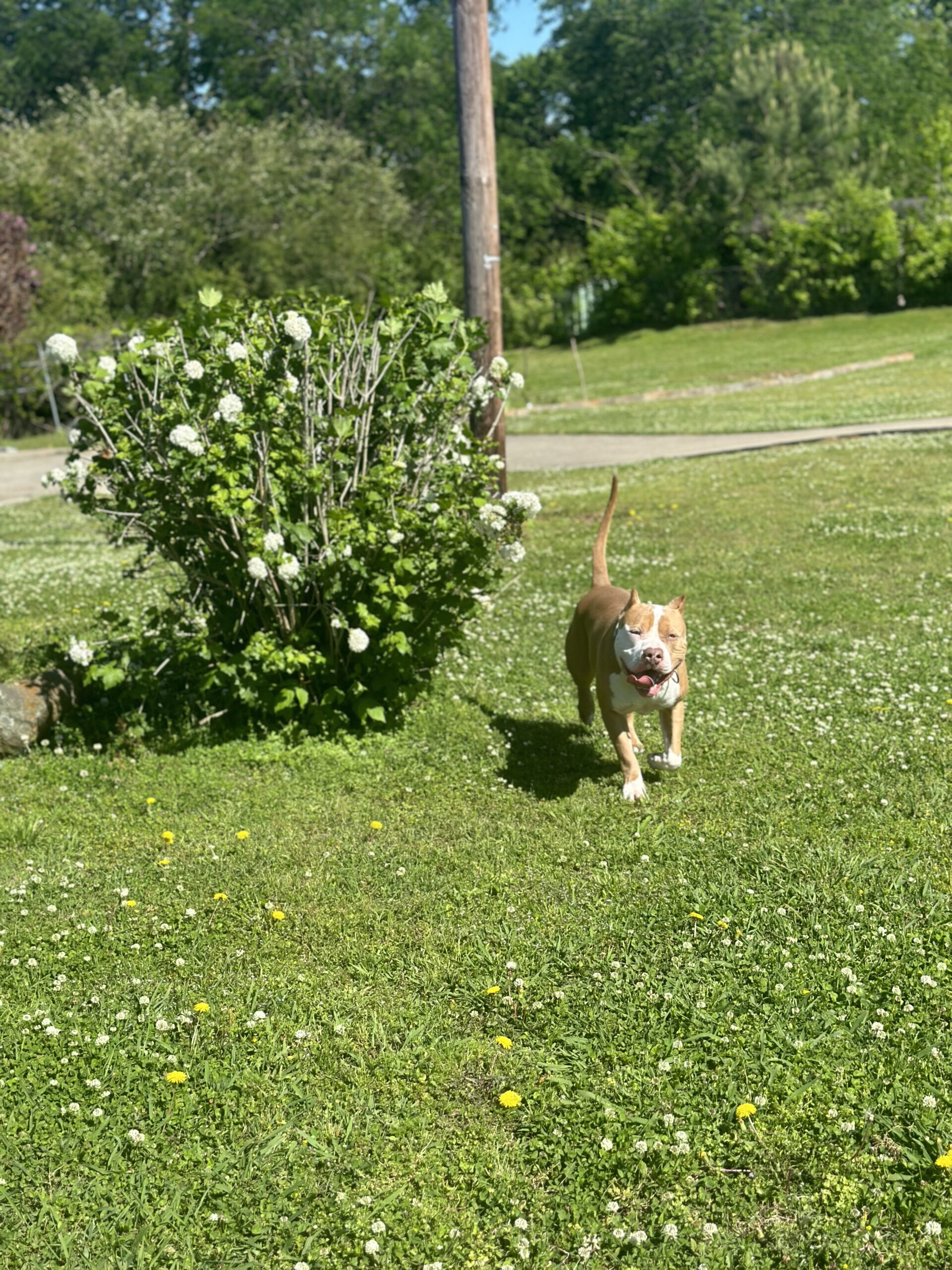 Dog Featured Image