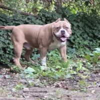 Tora Kennels Zohan of CWB
