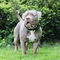 ThraceBullies Hercules
